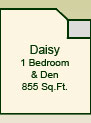 The Daisy Suite